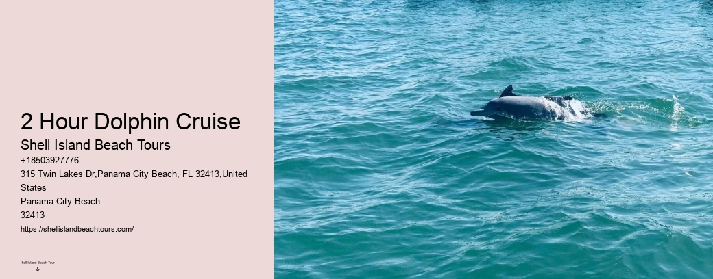 2 Hour Dolphin Cruise