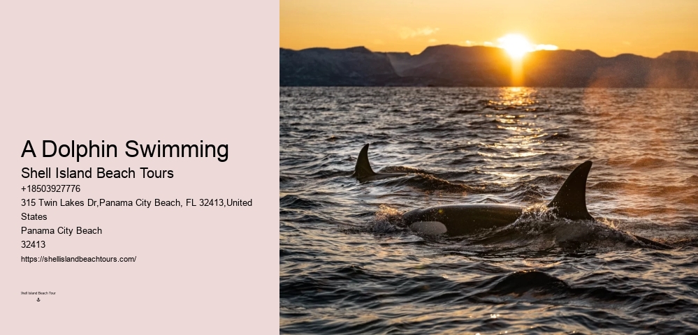 Best Dolphin Tours Near Me