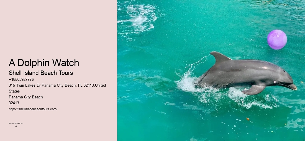 Tailored Dolphin Watching and Snorkeling Expeditions