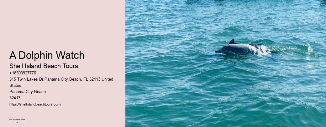A Dolphin Watch
