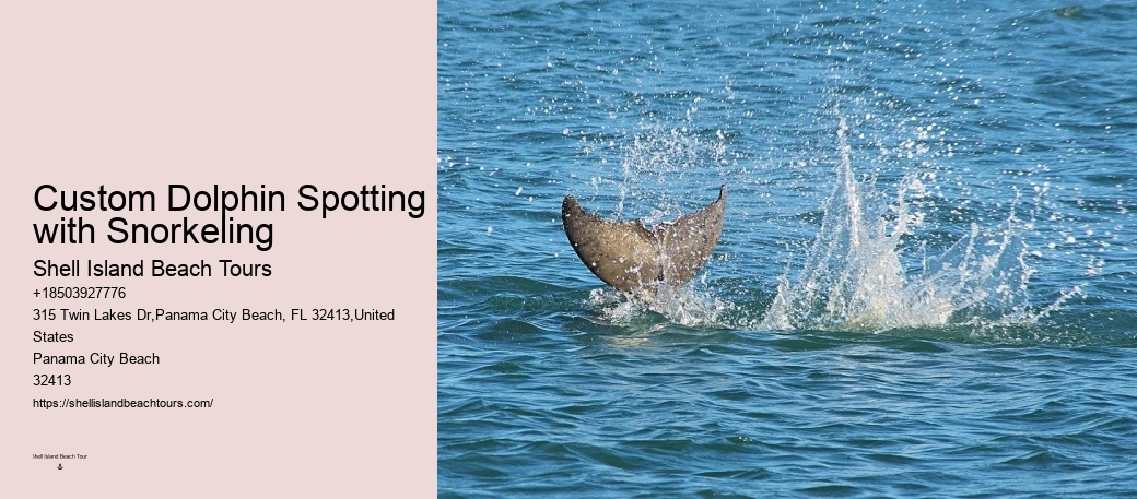 2Hrs Shared Charter Dolphin & Snorkeling Tour