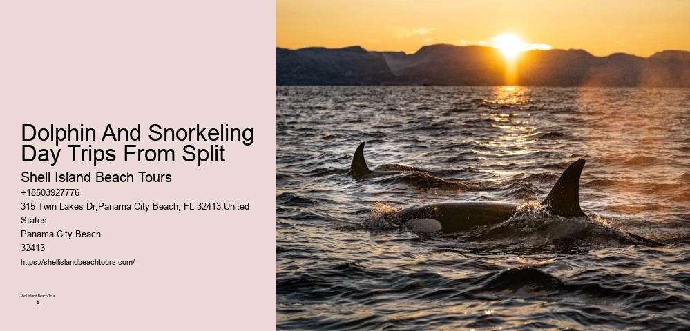 Intimate Dolphin Swim and Snorkeling Trips