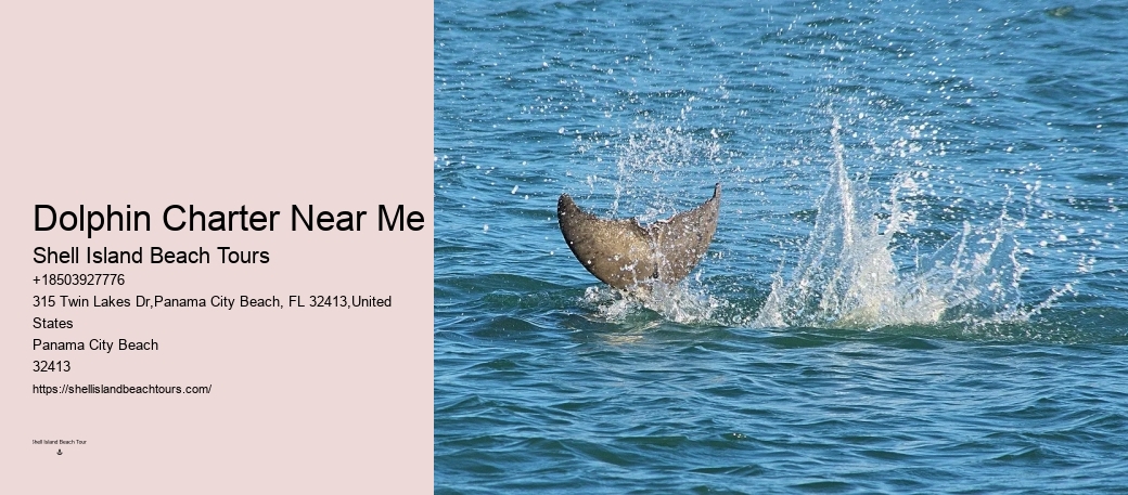 Split Charter Dolphin And Snorkeling Tours Cost