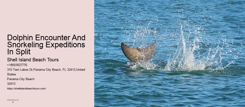 Dolphin sightseeing adventures in Panama City Beach