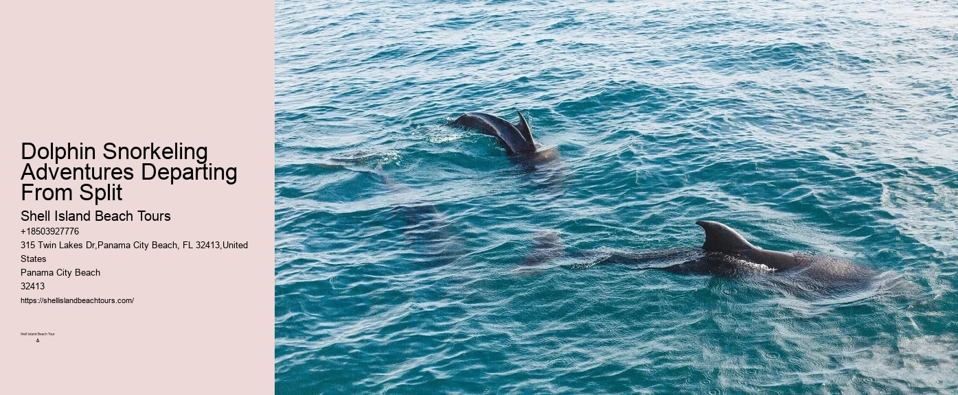 Individual Dolphin Swim and Snorkeling Tours