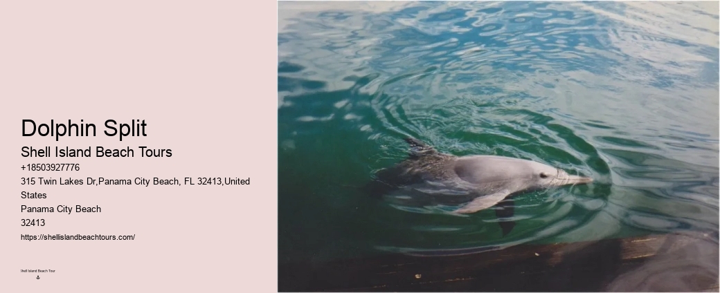 Dolphin Tours Destin