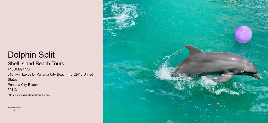 VIP Dolphin Discovery with Snorkeling