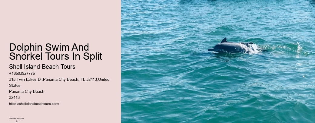 Dolphin Swim And Snorkel Tours In Split