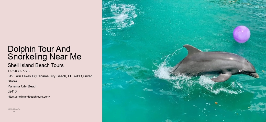 Must-haves For Your Dolphin Cruise