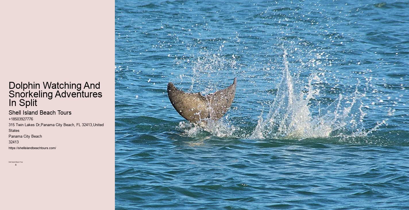 Elite Dolphin Adventure and Snorkeling
