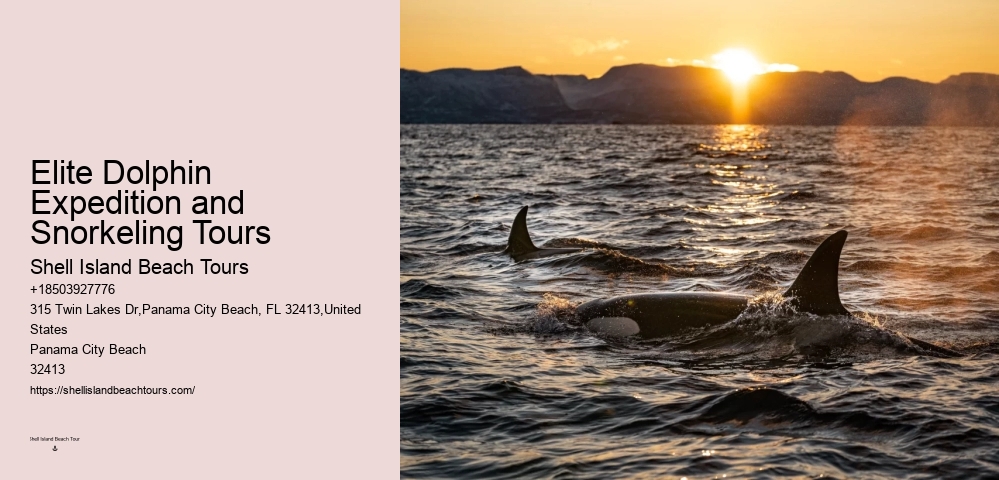 Split Intimate Dolphin And Snorkeling Adventures