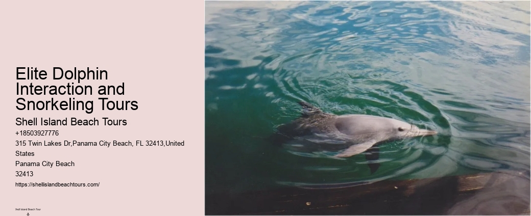 Which Beach Has The Most Dolphins