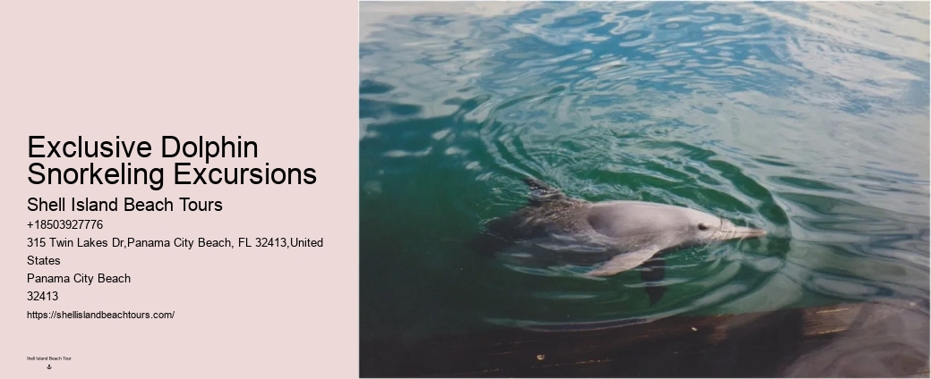 VIP Dolphin Swim and Snorkeling Tours
