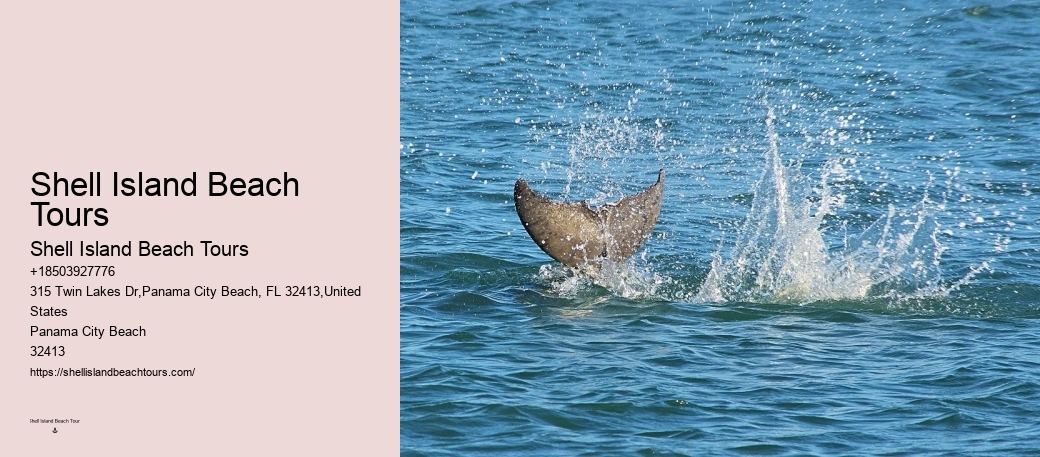 Panama City Beach Dolphin Tours Panama City Beach