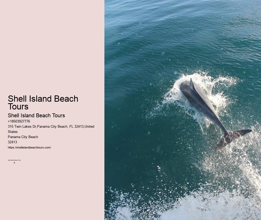 18 Best Places To Swim With Dolphins