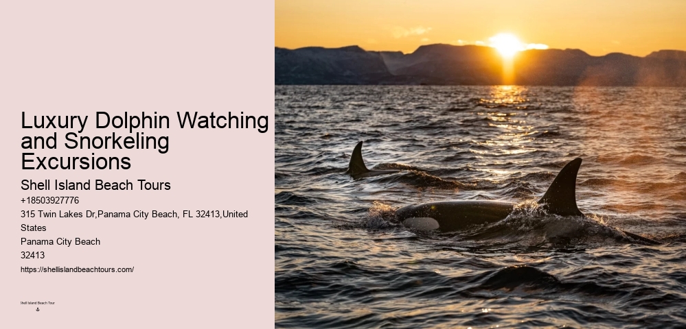 Elite Dolphin Interaction and Snorkeling Tours