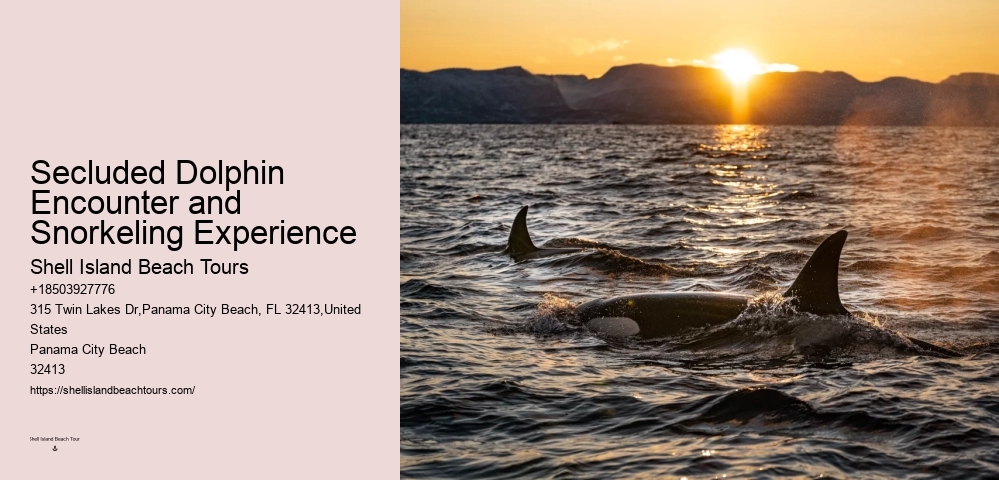 Bespoke Dolphin Watching and Snorkeling Trips