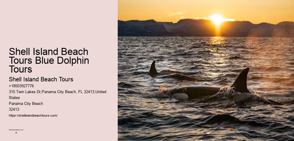Luxury Dolphin Safari and Snorkeling Tours