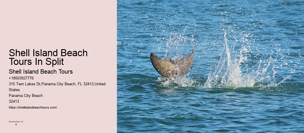 Bespoke Dolphin Encounter with Snorkeling
