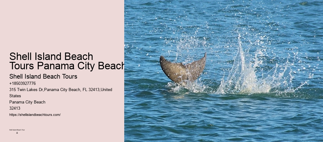 Personalized Dolphin Watching and Snorkeling Trips