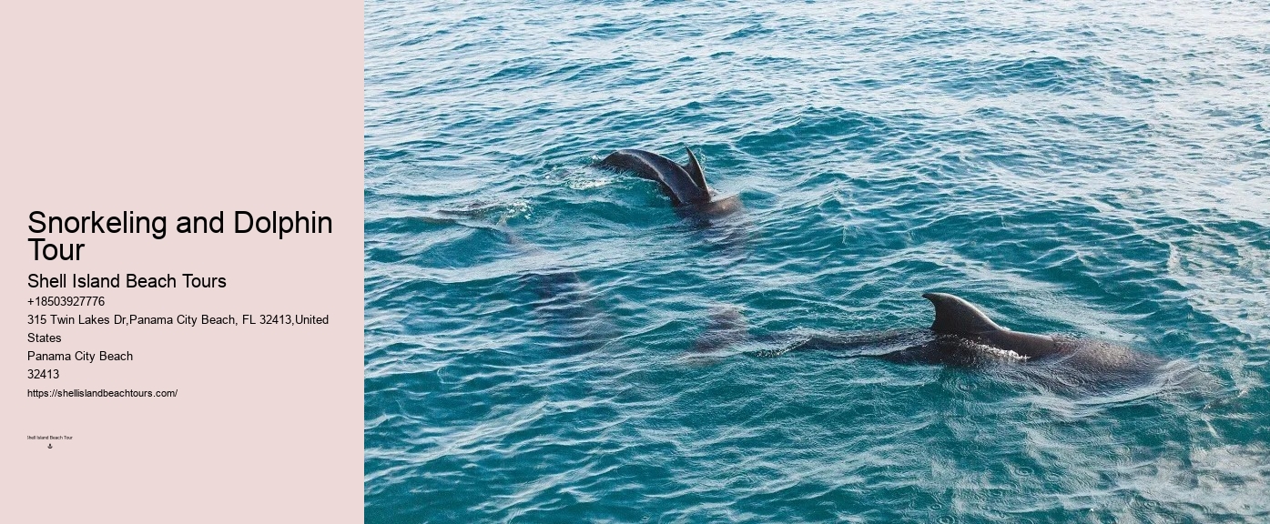 Custom Dolphin Spotting and Snorkeling