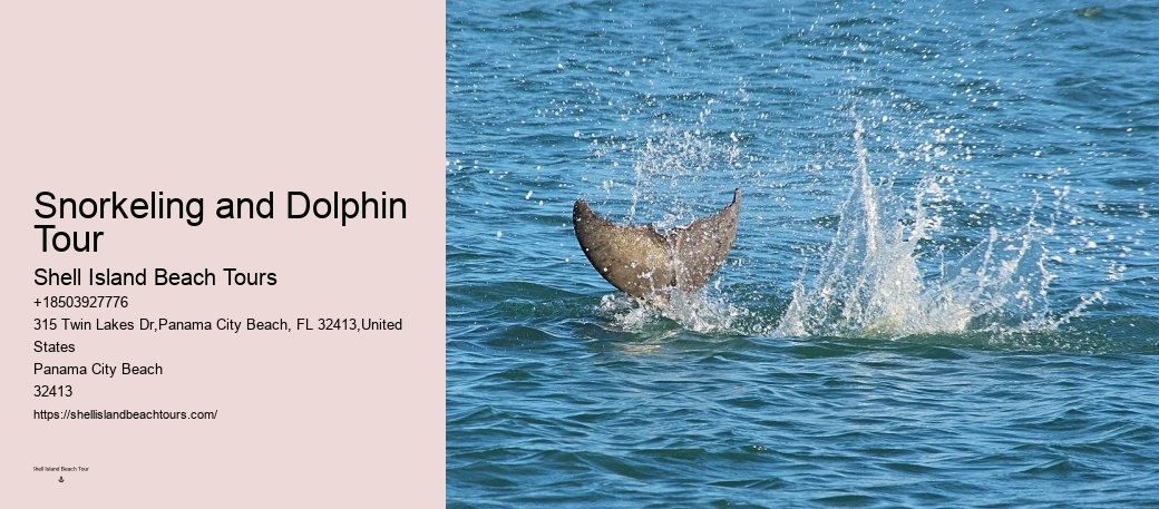Exclusive Dolphin Exploration with Snorkeling