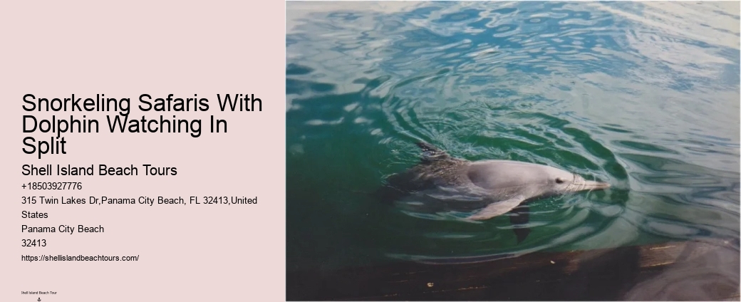 Tips And Advice For Swimming With Dolphins