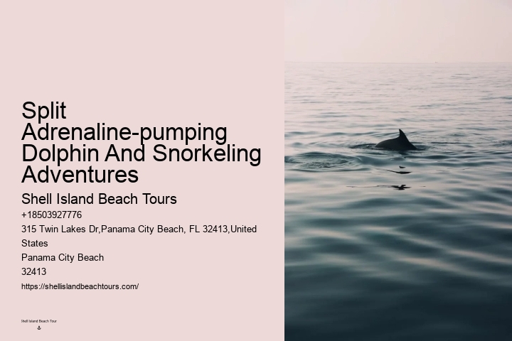 Top Panama City Beach Dolphin Watching