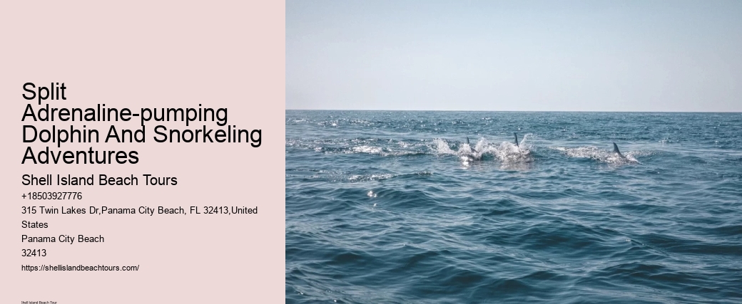 Charter Dolphin And Snorkeling Tours 2 Hours