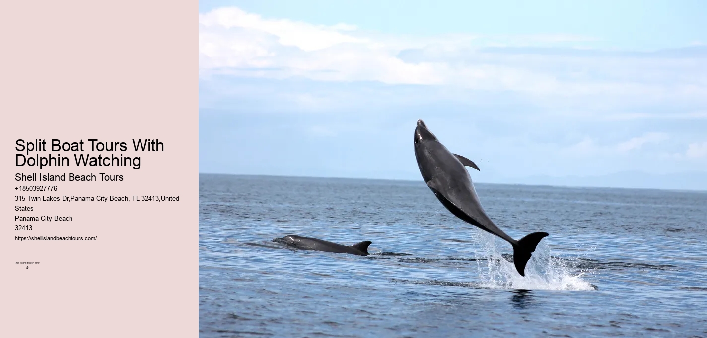 What happens if the weather is bad during my scheduled dolphin tour