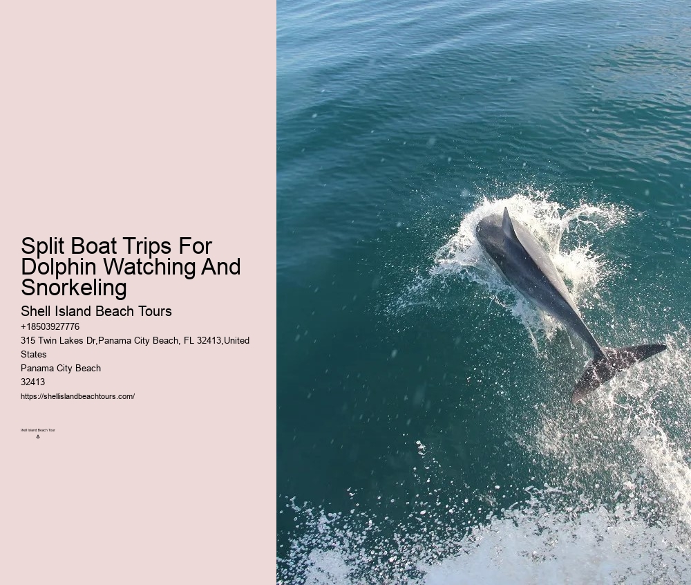 Panama City Beach Dolphin Tours Panama City Beach Fl
