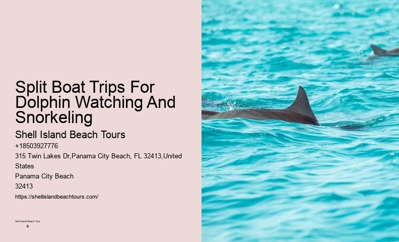 Dolphin Sightseeing Cruises in PCB