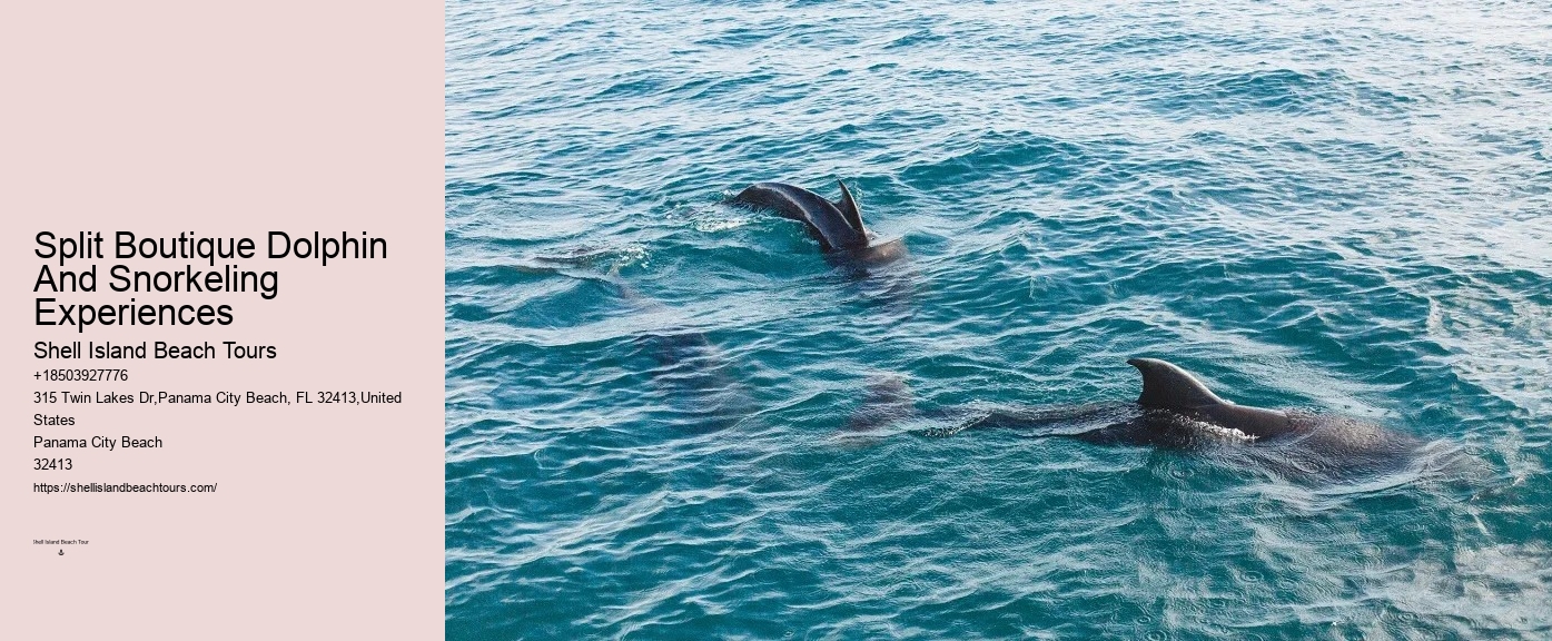 What Do You Wear To A Dolphin Encounter