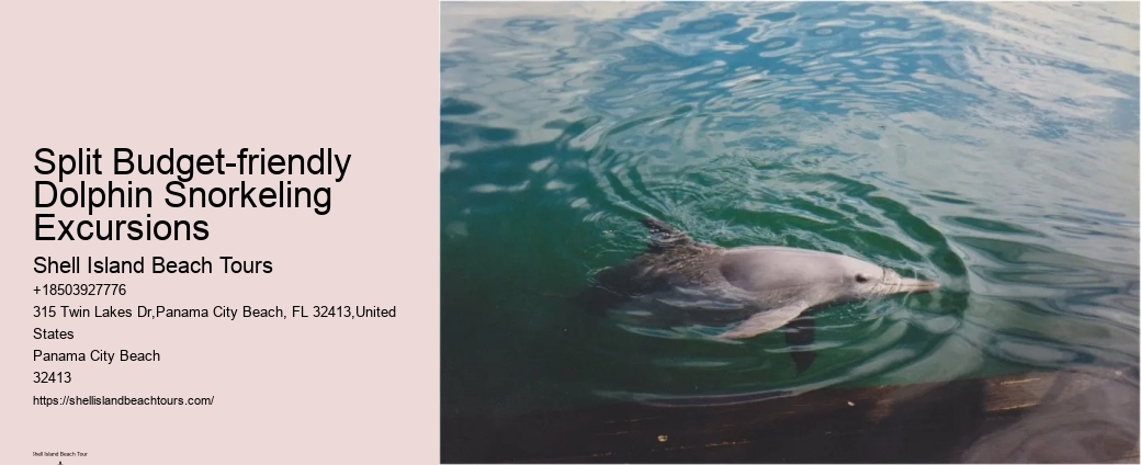 Custom Dolphin Swim and Snorkeling Trips