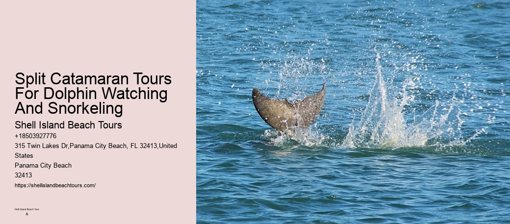 What Month Is Best For Dolphin Watching