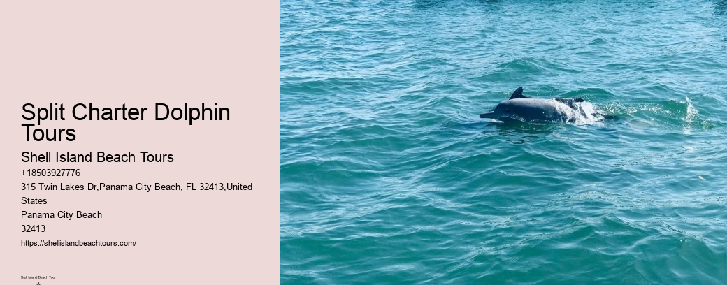 Split Charter Dolphin Tours