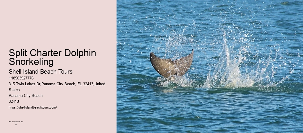 Dolphins Snorkeling Charter Split