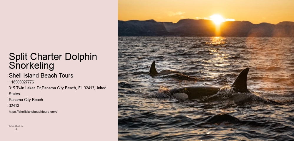 Dolphin And Snorkeling Day Trips From Split