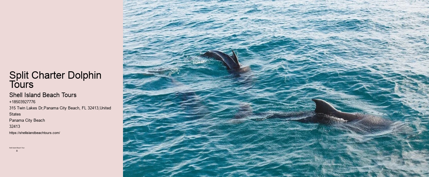 Premium Dolphin Encounter with Snorkeling