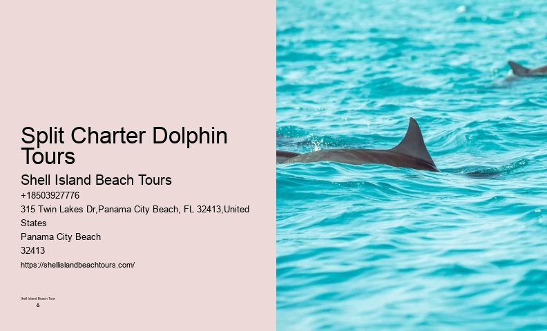 Dolphin Tours Tampa Bay