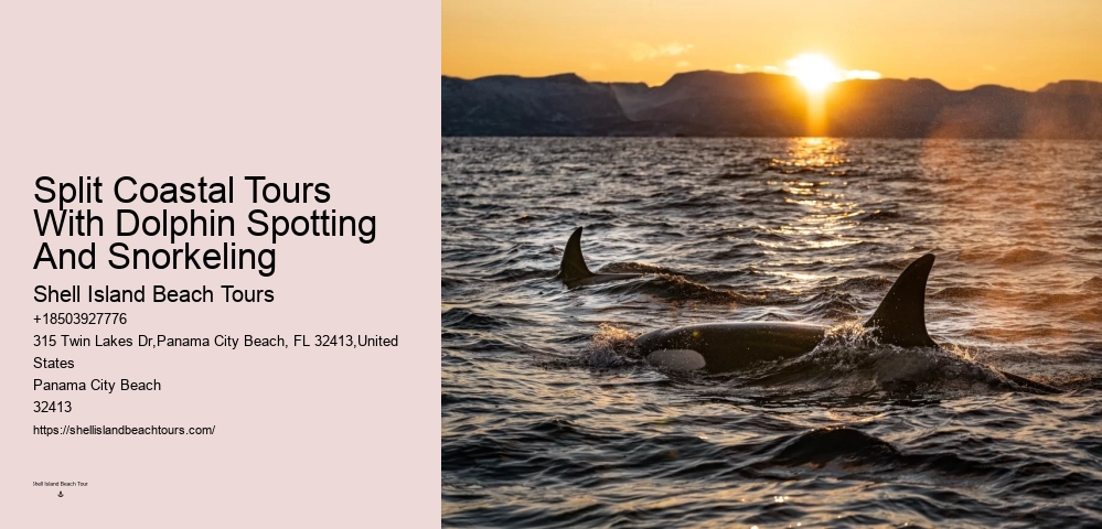 Why Can't You Wear Jewelry When Swimming With Dolphins