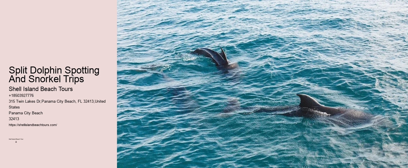 Split Wildlife Tours Featuring Dolphin Encounters And Snorkeling