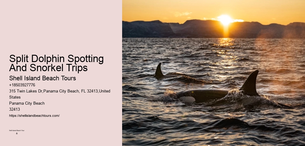 Split Exclusive Snorkeling And Dolphin Charters