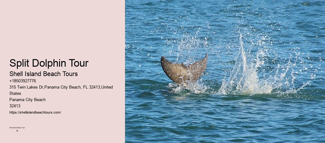 Split Exclusive Dolphin And Snorkeling Charters
