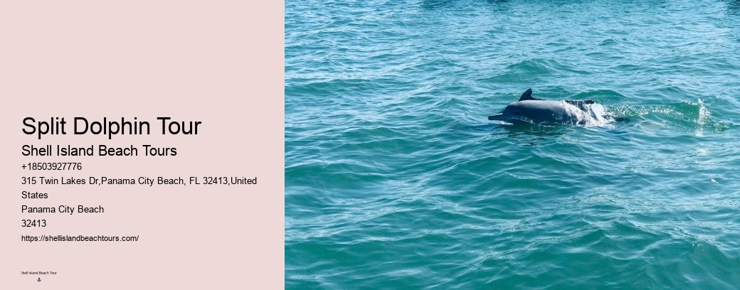 Split Dolphin Tour