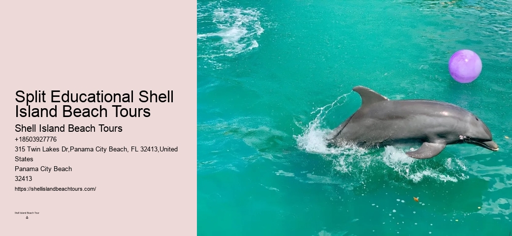 Split Marine Biology-focused Dolphin And Snorkeling Tours