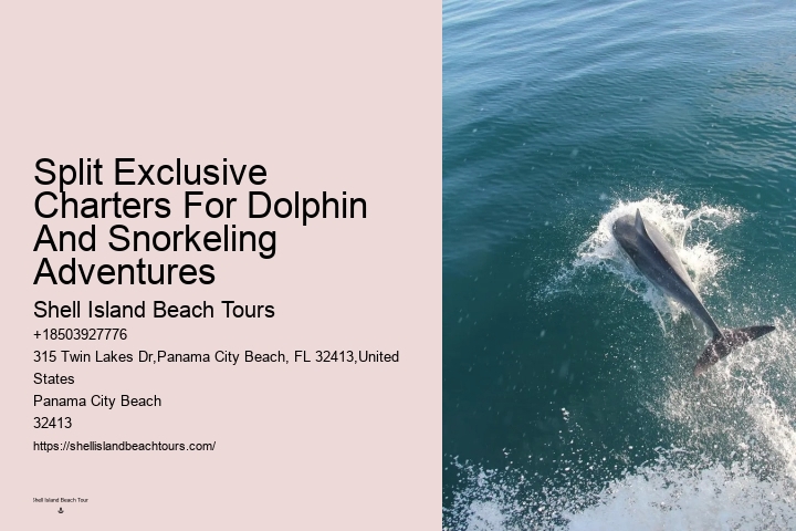 Personal Dolphin Swim with Snorkeling