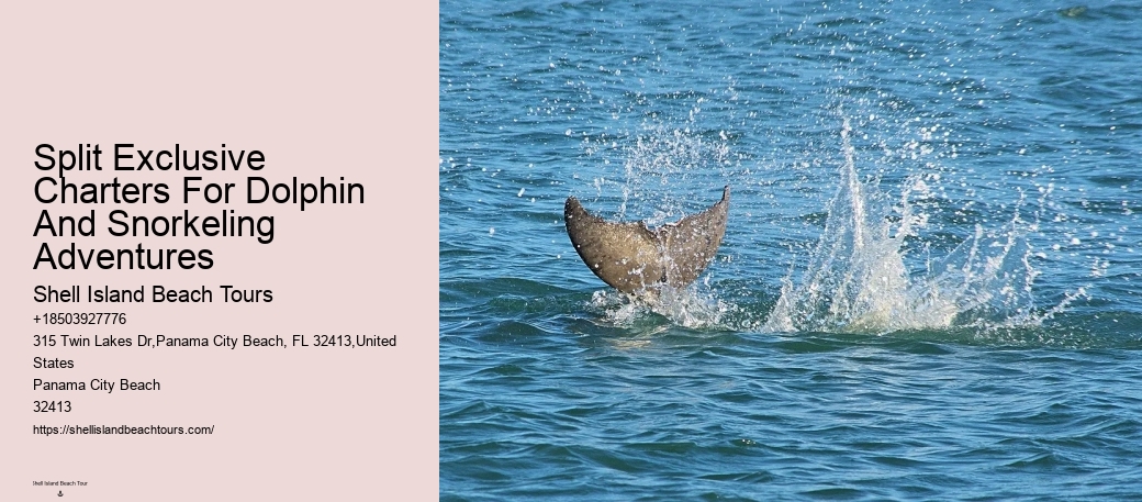 Dolphin And Snorkel Tours Panama City Beach