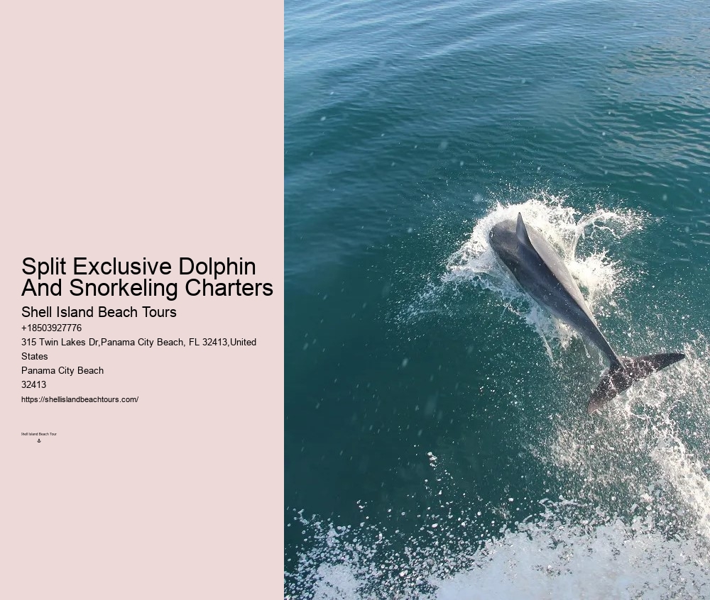 PCB Dolphin Watching Experiences