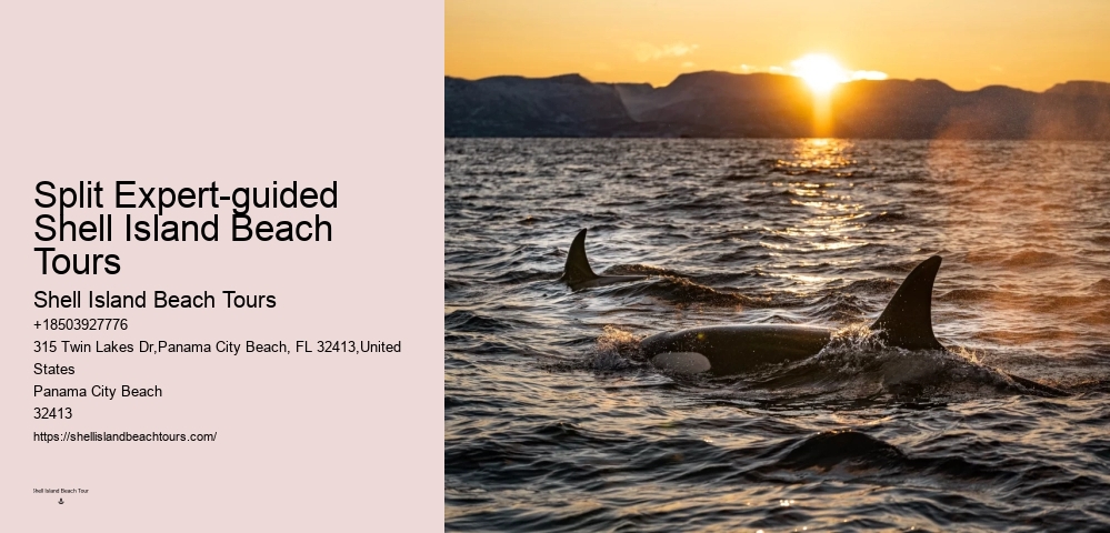 Are there any special events or themed tours for dolphin watching